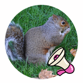 다람쥐 icon