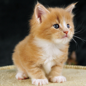 Cat Cute Lock Screen icon