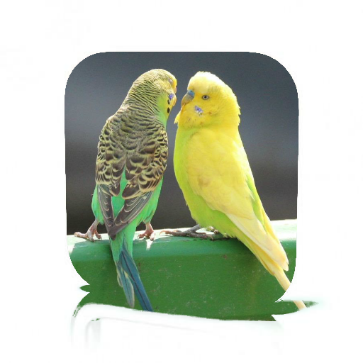 Pet Bird Care icon