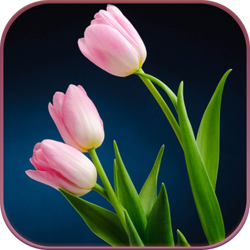 HD Pink Tulips Live Wallpaper icon