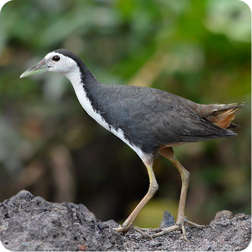 เสียงนกกวักเอาไว้ล่อ icon