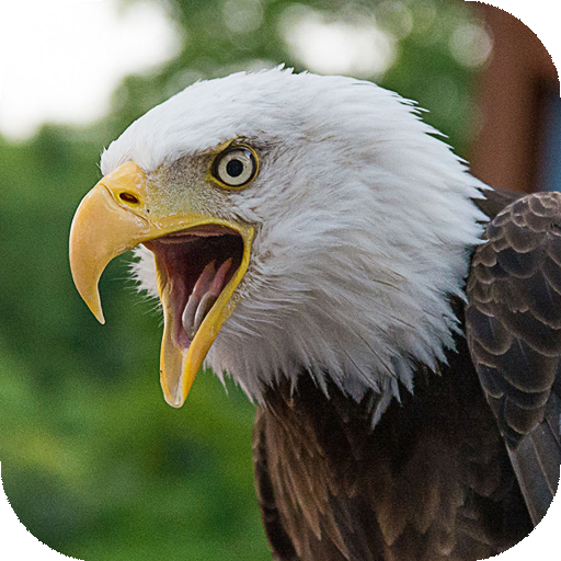 Eagle Wallpapers HD (backgrounds &amp; themes) icon