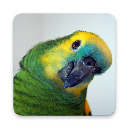 Amazon Parrot Wallpaper HD icon