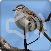 Chipping Sparrow Bird Call Sounds Ringtone icon