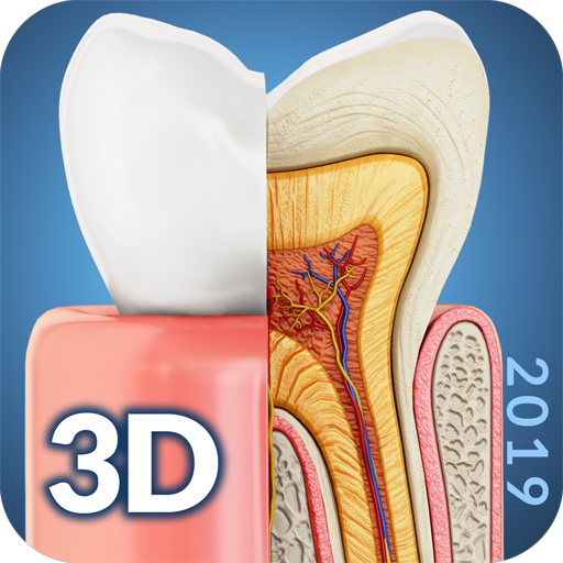 Dental  Anatomy icon
