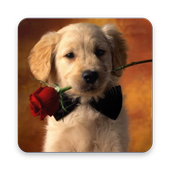 Litle Puppy Wallpaper icon