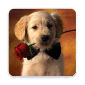 Litle Puppy Wallpaper on 9Apps