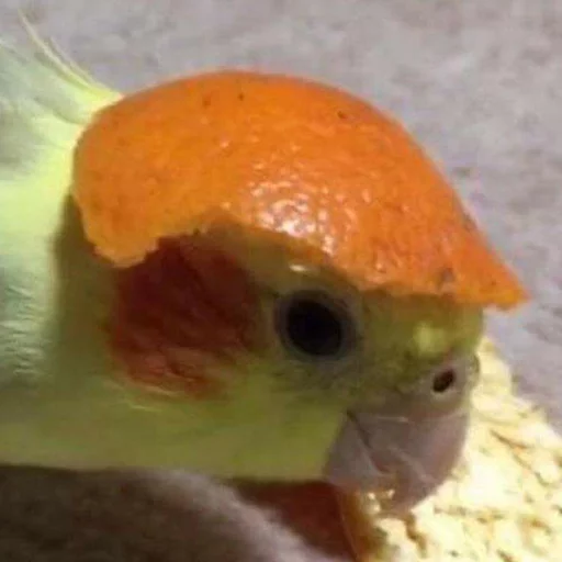 Random Animals Stickers icon