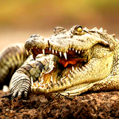 Alligator Wallpaper icon