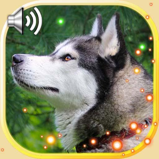 Husky Sounds Live Wallpaper icon