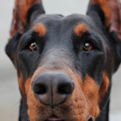 Dobermann Dogs New Jigsaw Puzzles icon