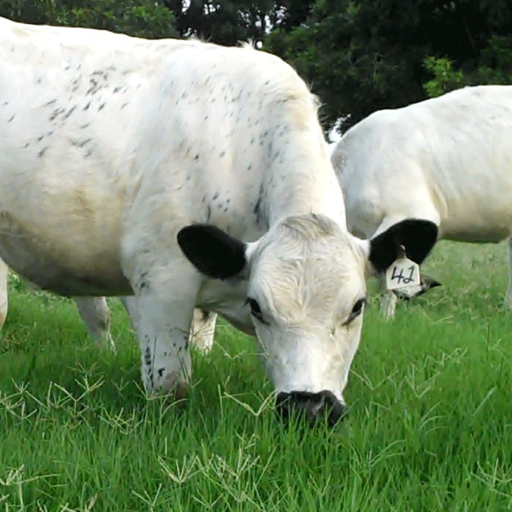 Animal Husbandry icon