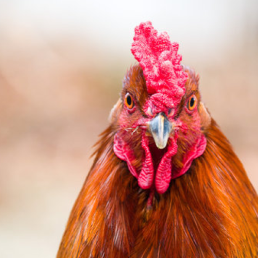 Funny Rooster Sounds icon