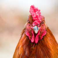 Funny Rooster Sounds