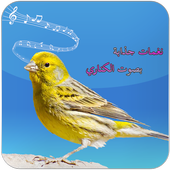 bird canary ringtone icon