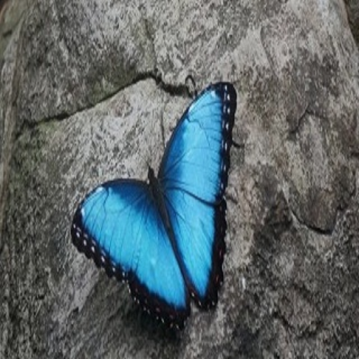Wallpaper Gambar Kupu-Kupu icon