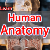 Anatomy Learning icon