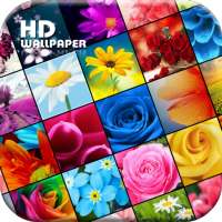 My Flowers Colors HD WALLPAPER