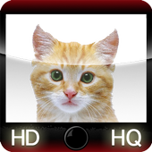 cats wallpapers for whatsapp icon