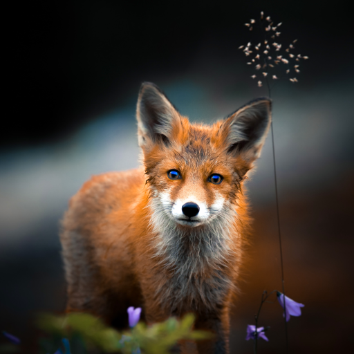 Fox Wallpapers иконка