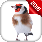 chardonneret chant icon