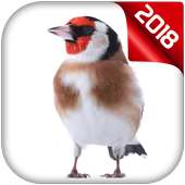 chardonneret chant on 9Apps