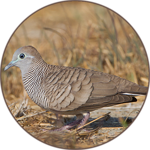 Zebra dove Sound أيقونة