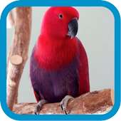 Beautiful Parrots on 9Apps