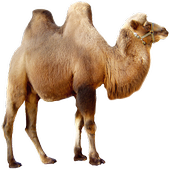 Sahara Messenger icon