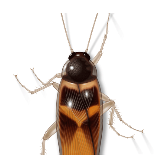 Cockroach - Cat's Game icon