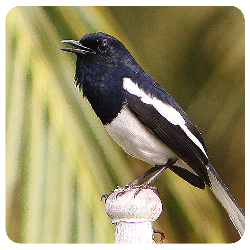 Birdsounds Magpie Robin icon