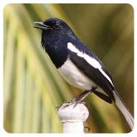 Birdsounds Magpie Robin on 9Apps