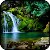 Jungle Wallpapers icon