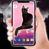 Black Cat On the Screen
