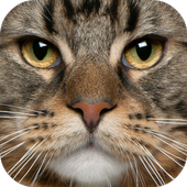 Jigsaw Puzzle Funny Cats icon