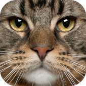 Jigsaw Puzzle Funny Cats