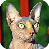 Sphynx Cats Wallpapers icon