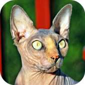 Sphynx Cats Wallpapers