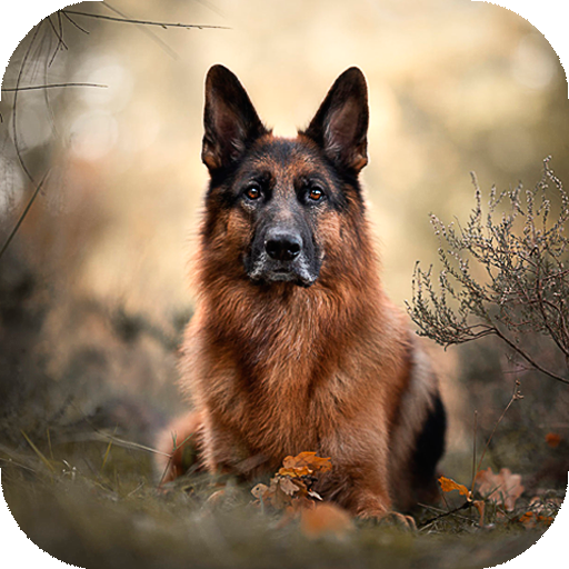German Shepherd Wallpaper HD icon