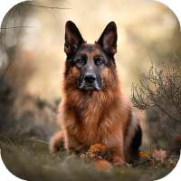 German Shepherd Wallpaper HD