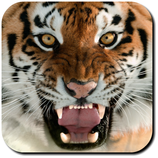 Tiger Wallpapers &amp; Screensavers icon
