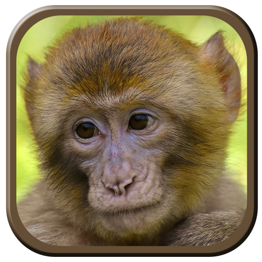 Monkey Sounds icon