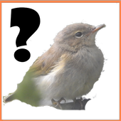 ikon Bird image quiz