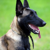 Belgian Malinois New Wallpapers Themes icon