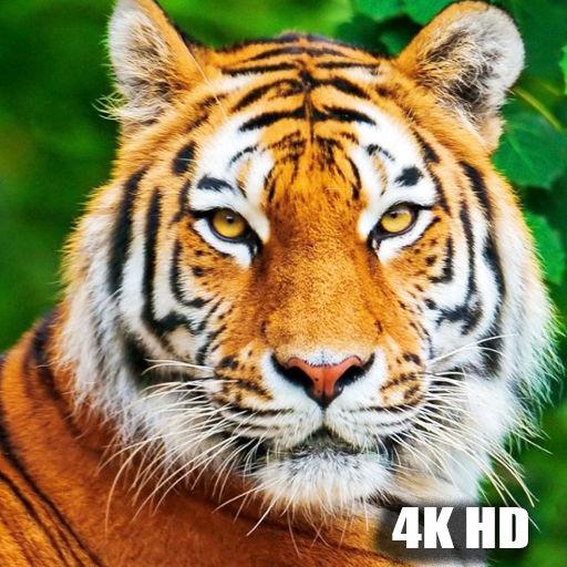 Tiger Wallpapers 4K icon