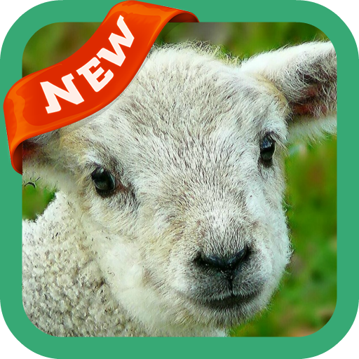 Lamb Wallpaper icon