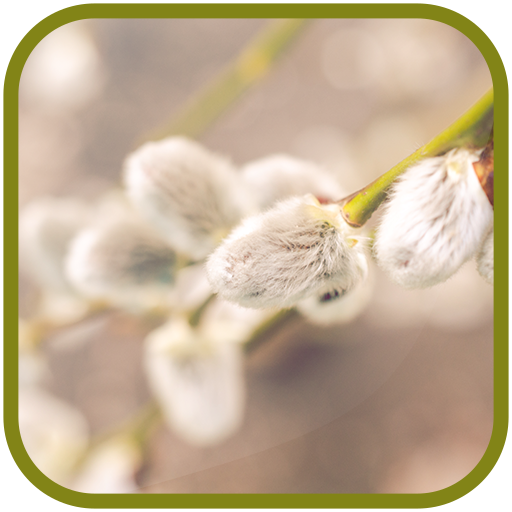 Pussy willow FullHD Wallpapers icon