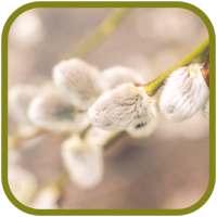 Pussy willow FullHD Wallpapers on 9Apps