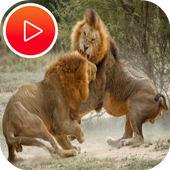عالم الحيوانات المفترسة - ناشونال جيوجرافيك أيقونة