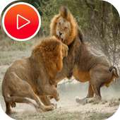 عالم الحيوانات المفترسة - ناشونال جيوجرافيك on 9Apps